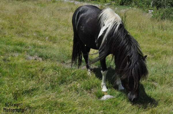 Black stallion pony
